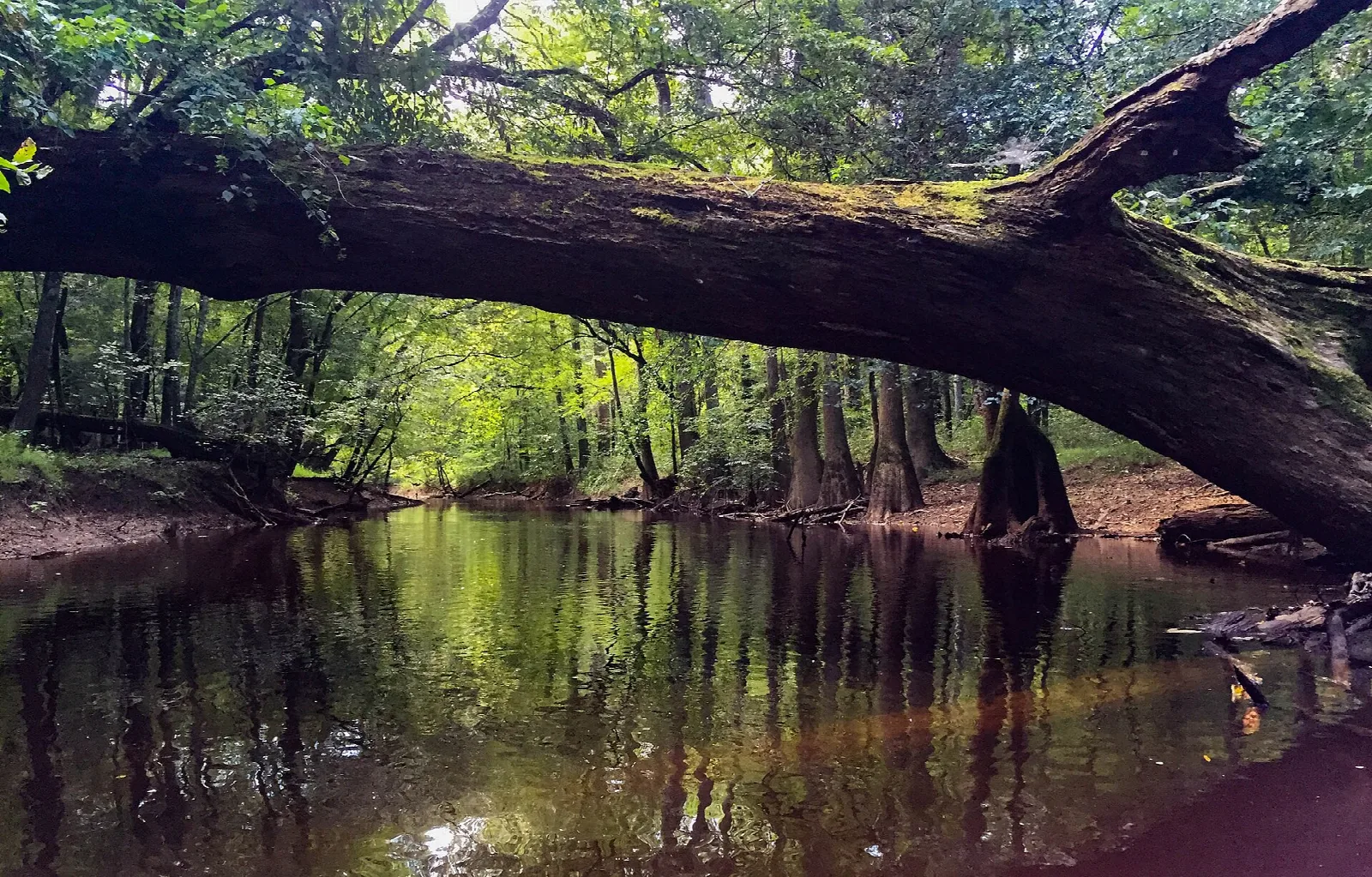 A huge fallen trunk arching across a quiet creek in green floodplain forest