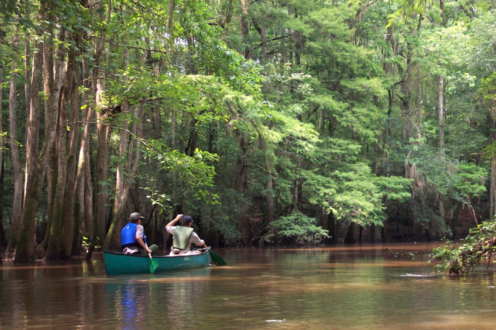 Two people paddling a green canoe on a still creek beneath towering cypress and tupelo trees