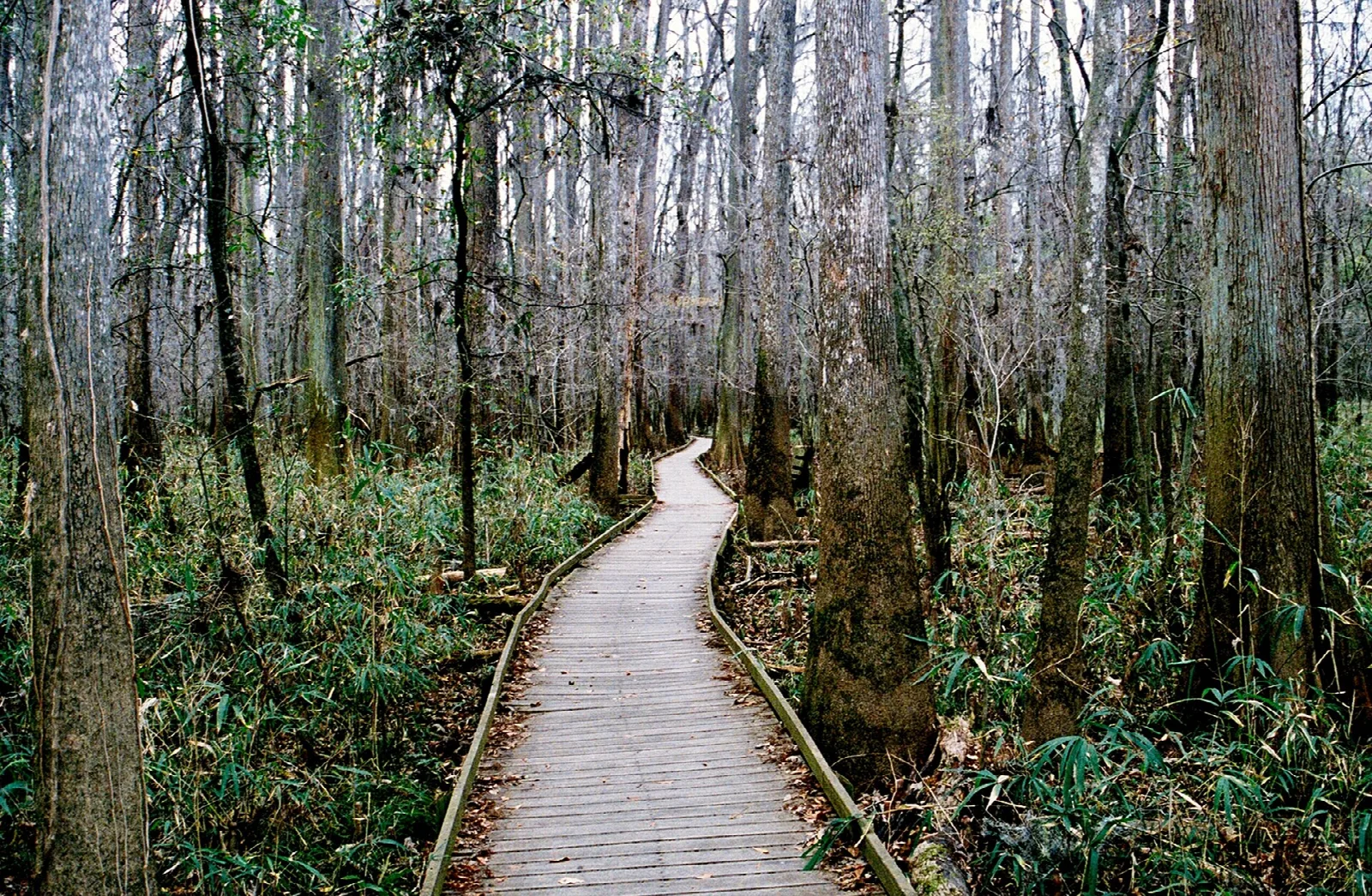 A wooden boardwalk curving through a swampy forest of tall, straight trees