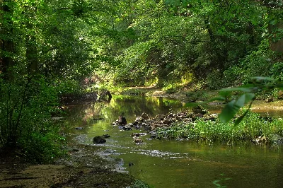 William B. Bankhead National Forest