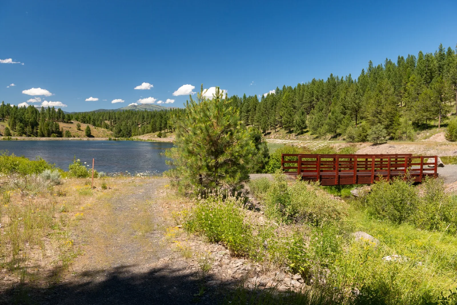 Wooden bridge beside a pond with pine forest across the water