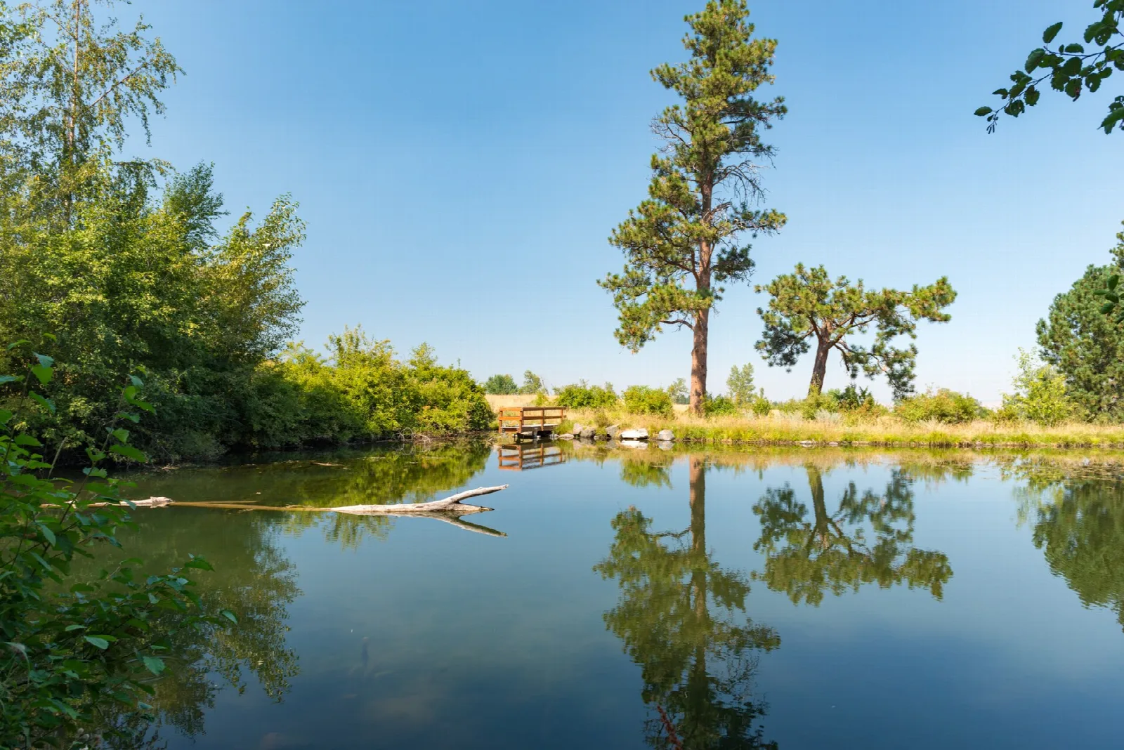 Pond with reflections of tall pines and green shrubs