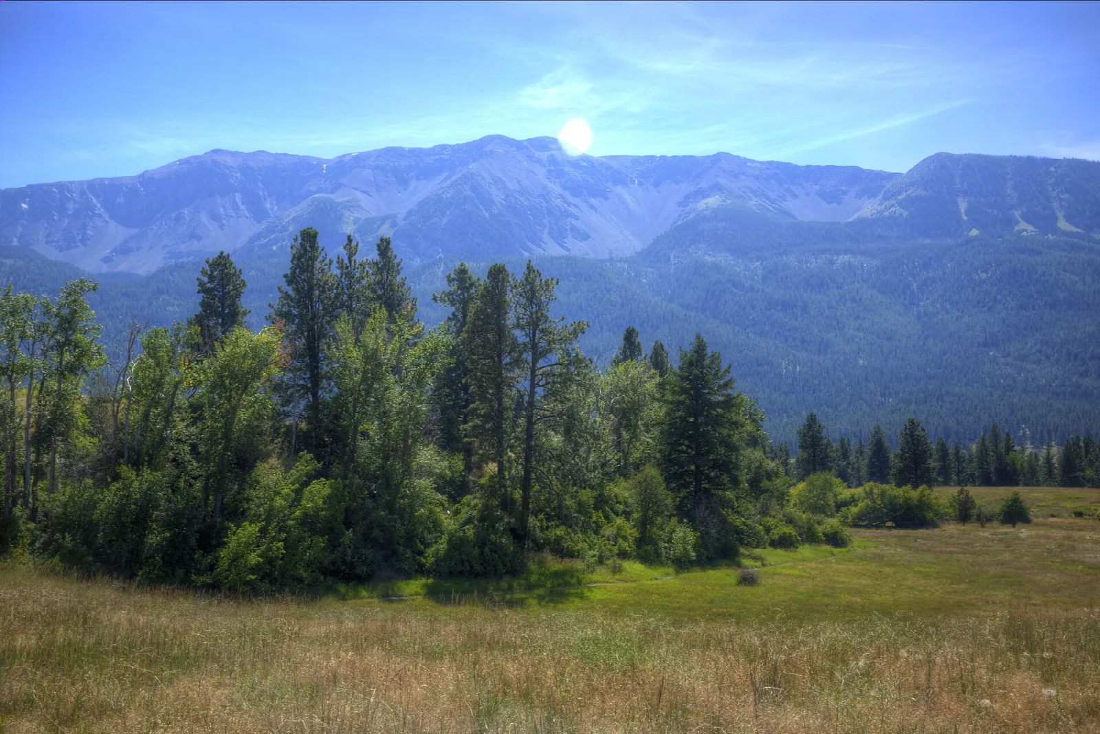 Green meadow with tall pines and mountains behind