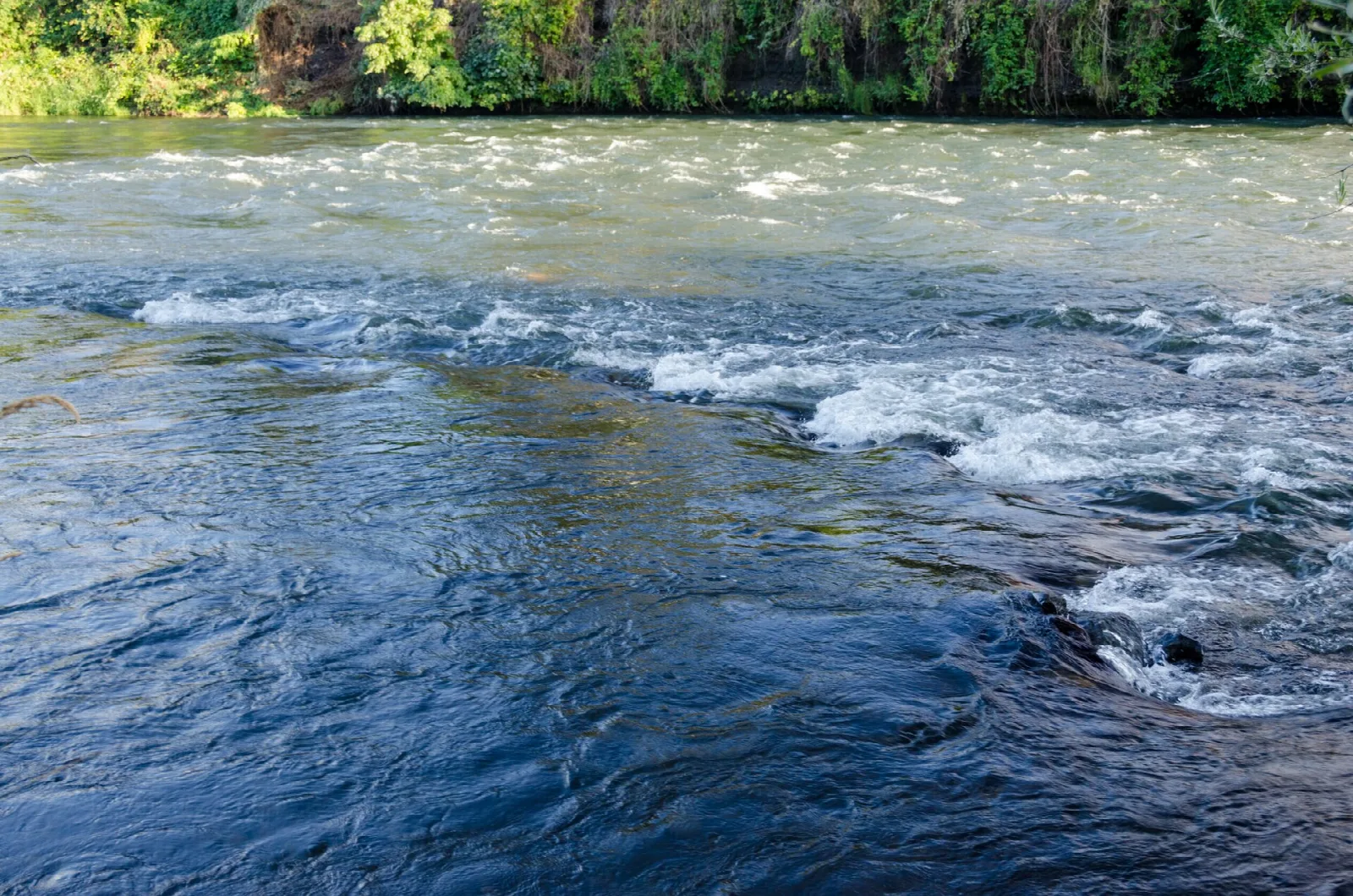 Rapids and riffles on the river with trees beyond
