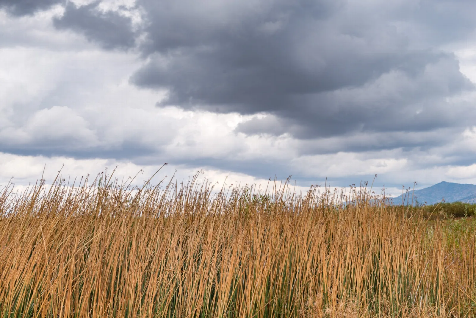 Tall golden reeds under dramatic clouds