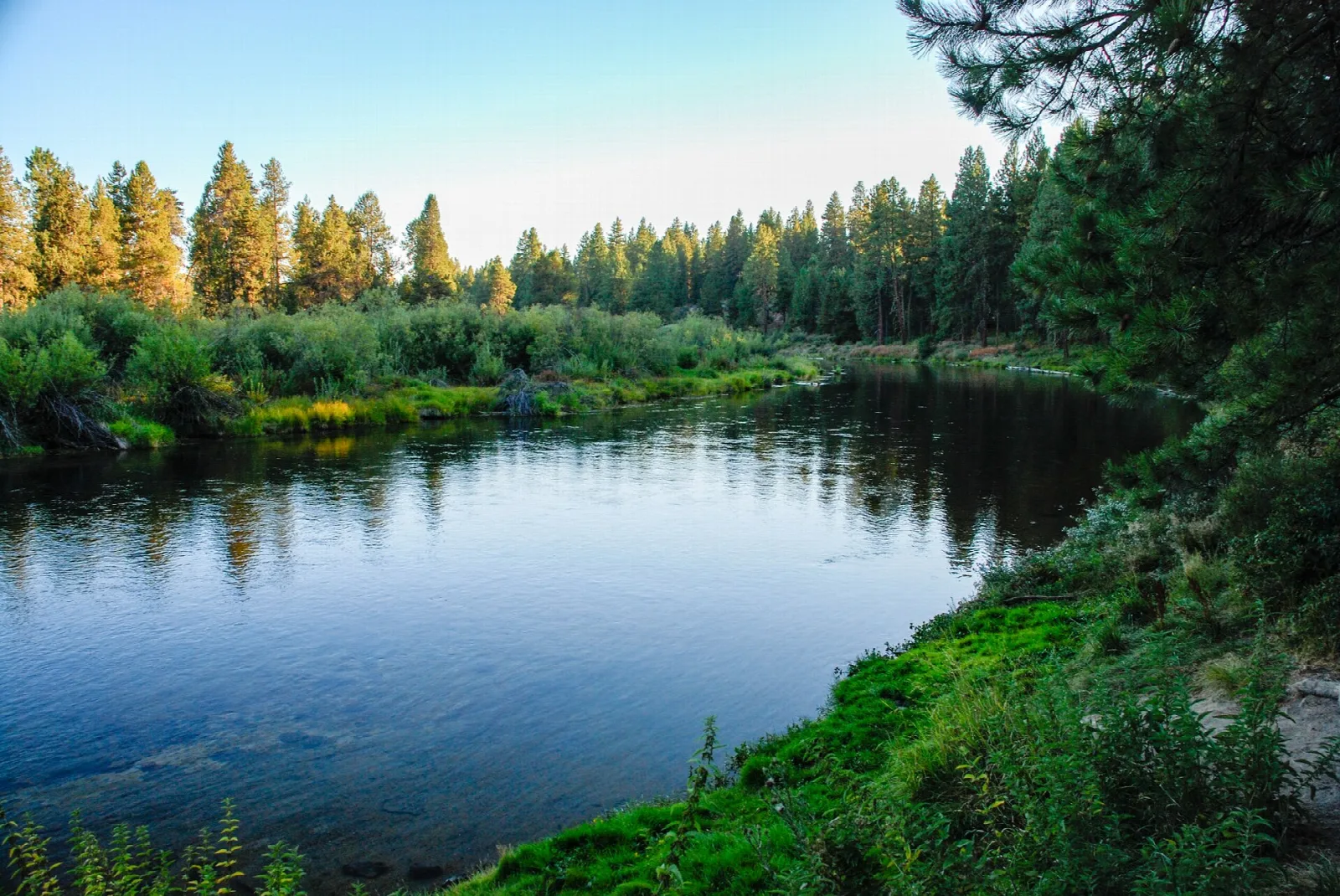 Calm river with evergreen trees and a grassy bank in warm light
