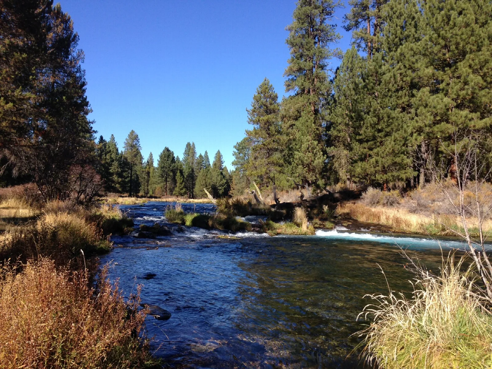 Clear creek flowing past golden grass and pines