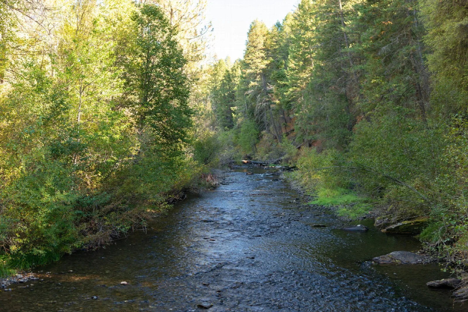Clear creek running through a green forested canyon