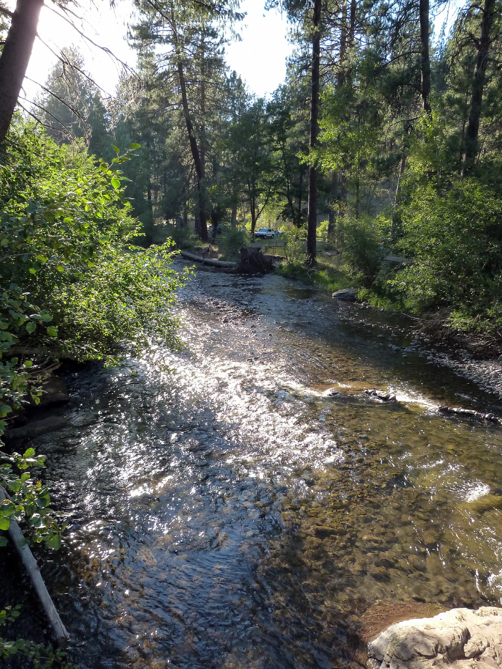 Sunlit creek running between evergreen trees and shrubs