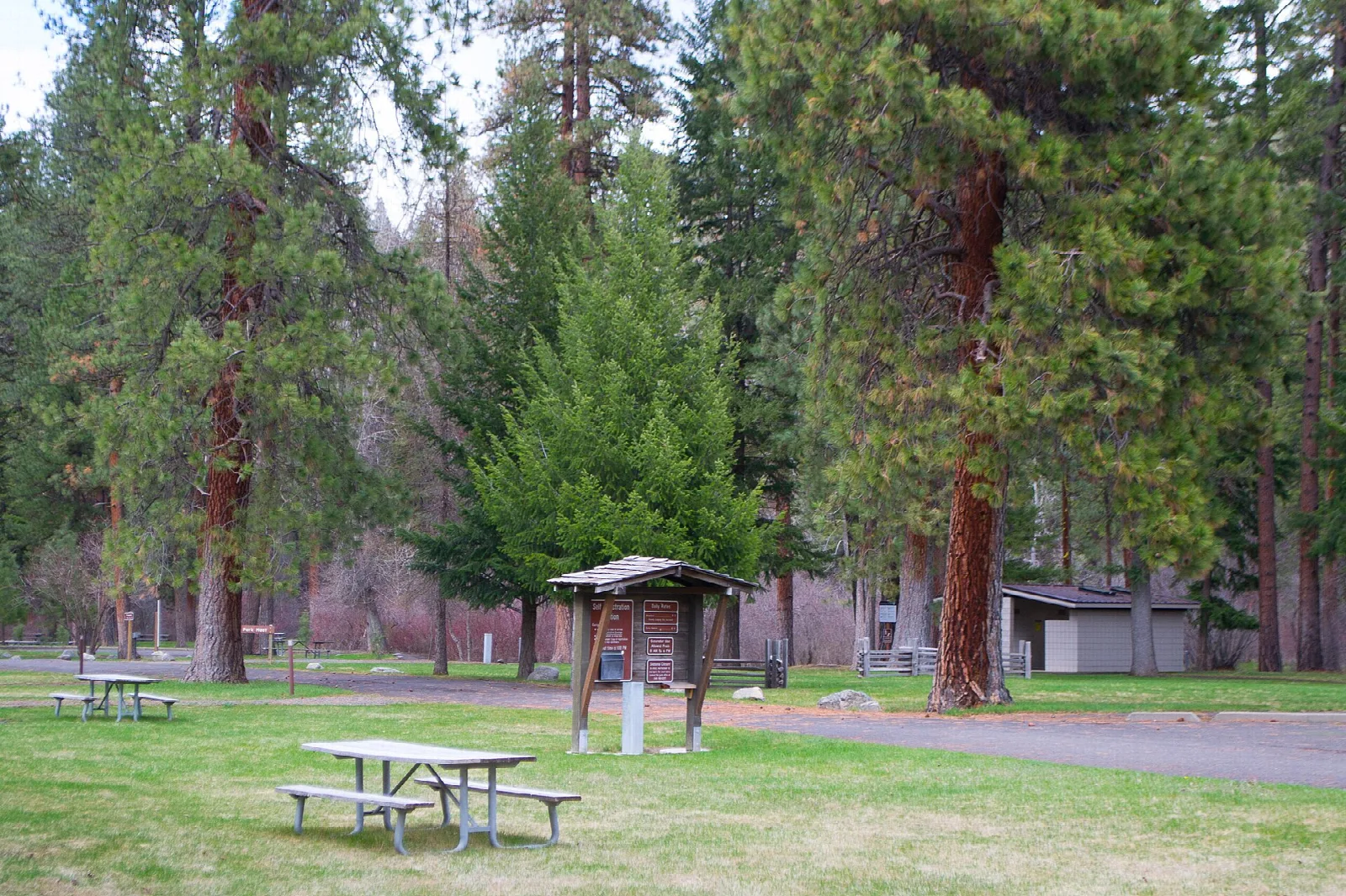 Picnic tables and a kiosk on grass among tall ponderosa pines