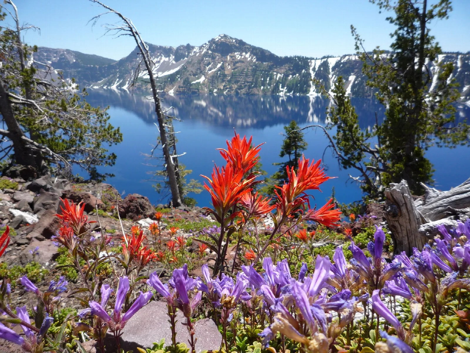 Red paintbrush and purple lupine in the foreground of a view across the lake