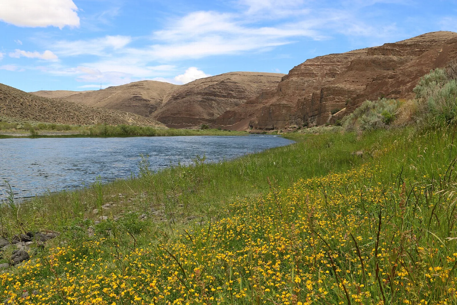 Wide river bending past grassy banks with yellow wildflowers and canyon walls