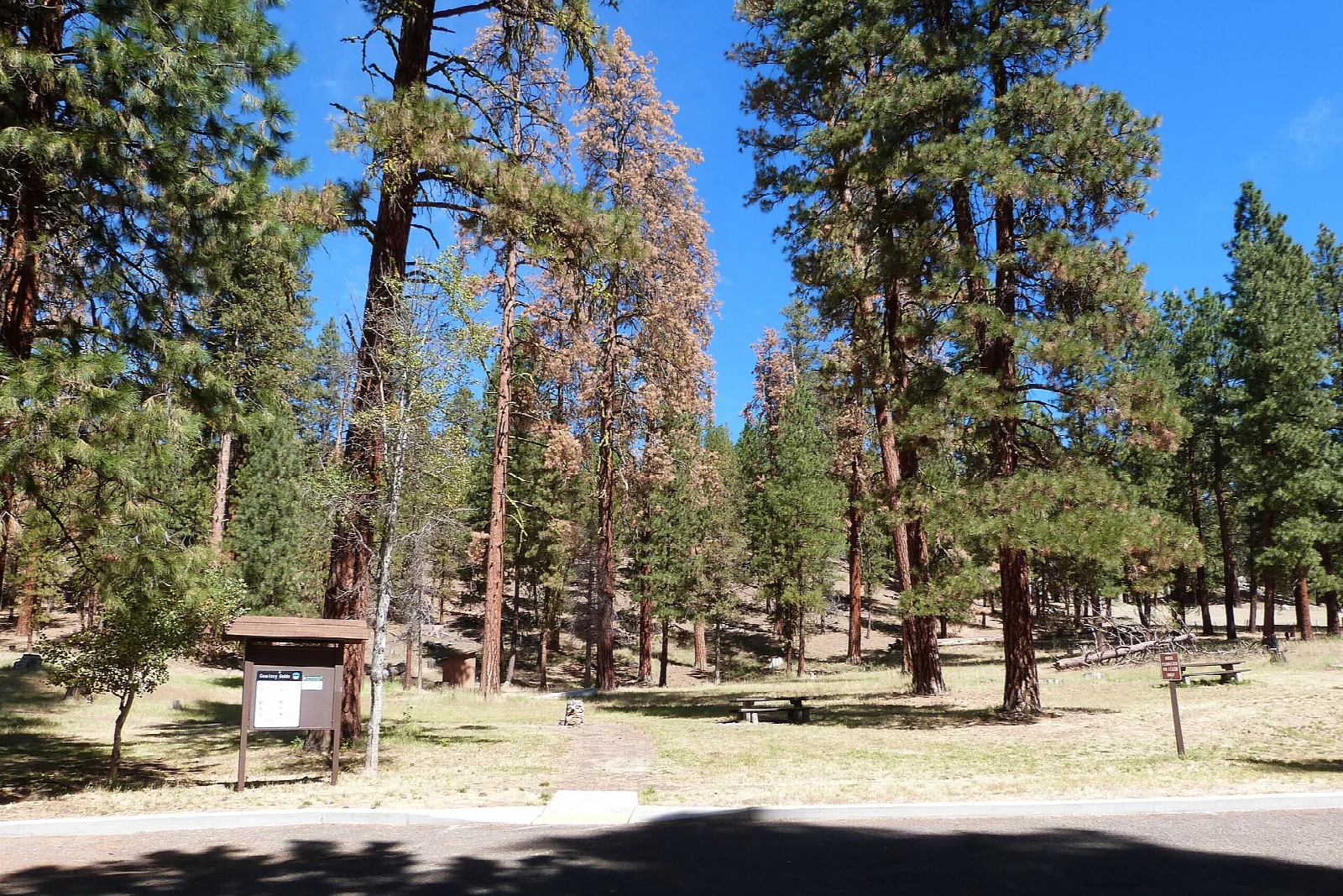 Picnic area with a notice board among tall ponderosa pines