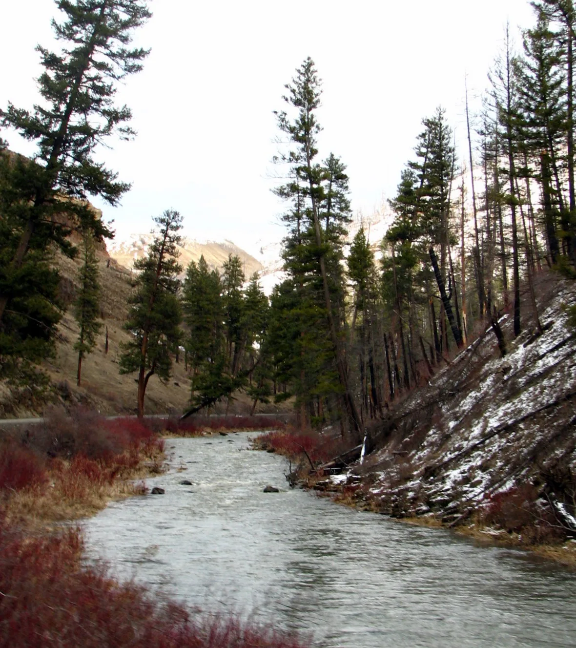 Clear creek running beside a steep wooded bank with conifers