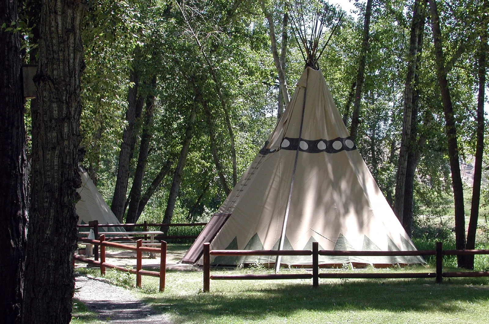 Canvas tepee on a green lawn among tall cottonwood trees