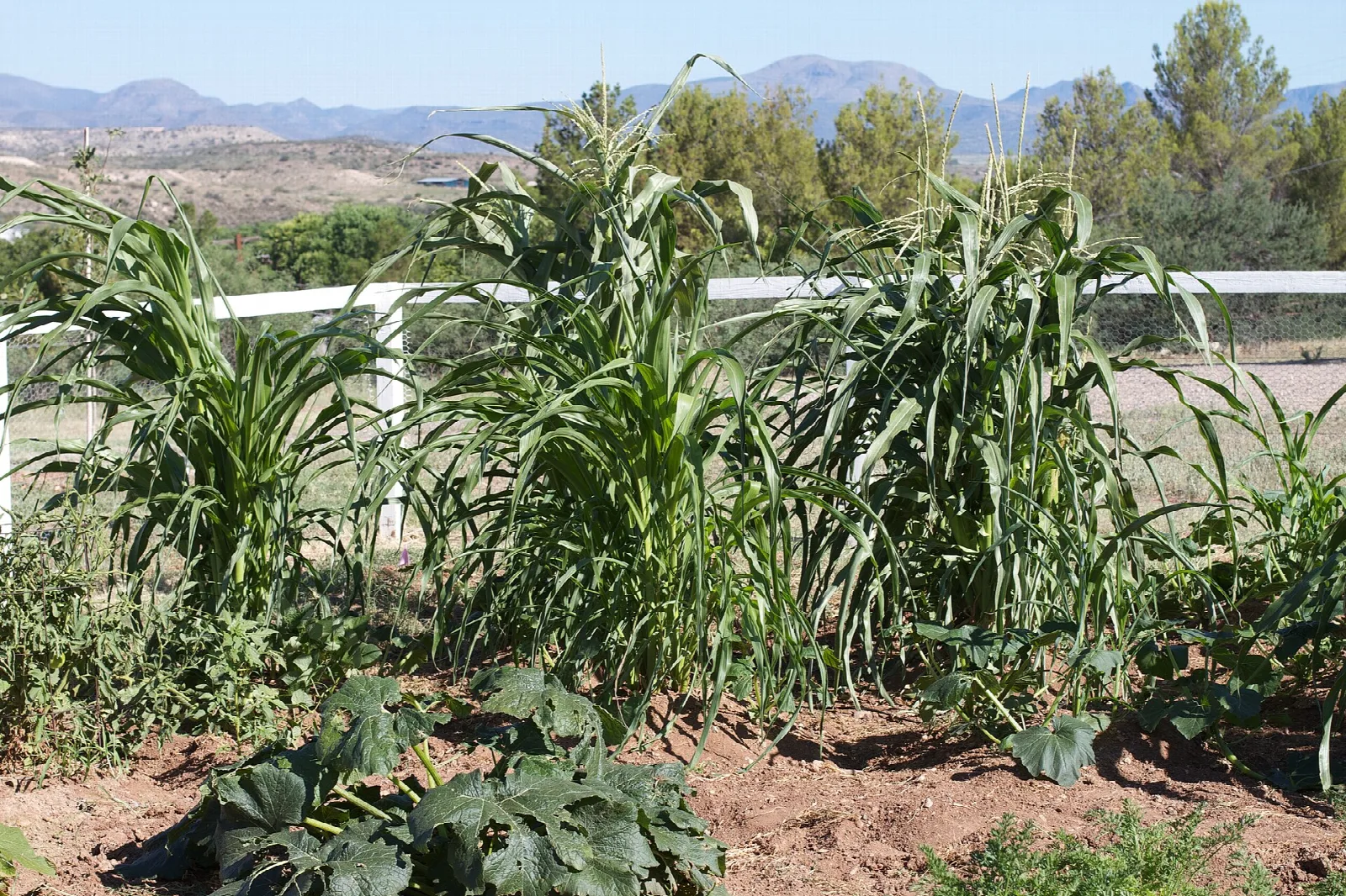 Garden of corn and squash plants with hills in the distance