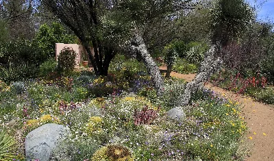 Boyce Thompson Arboretum State Park