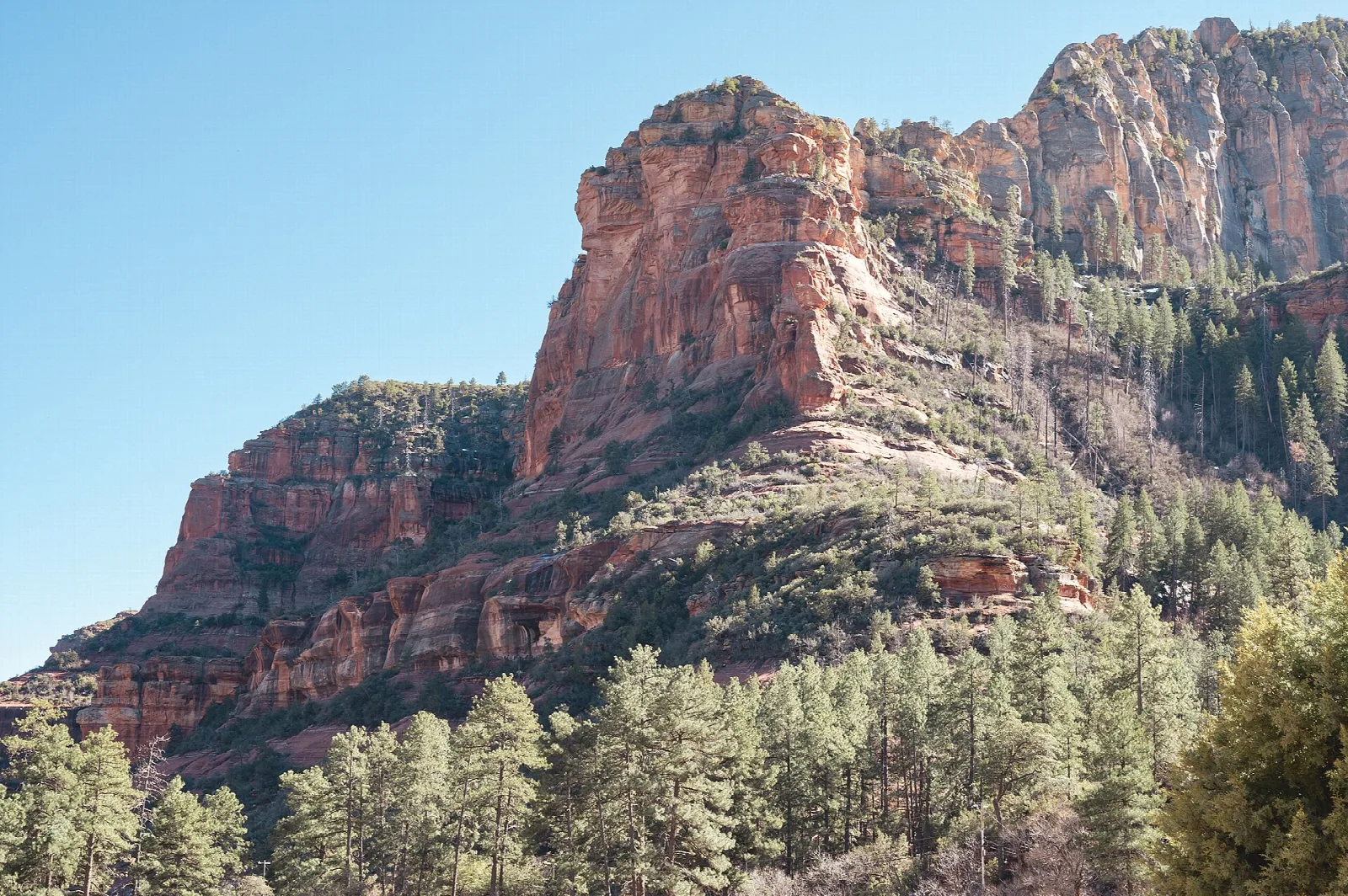 Tall red rock cliff above a pine forest