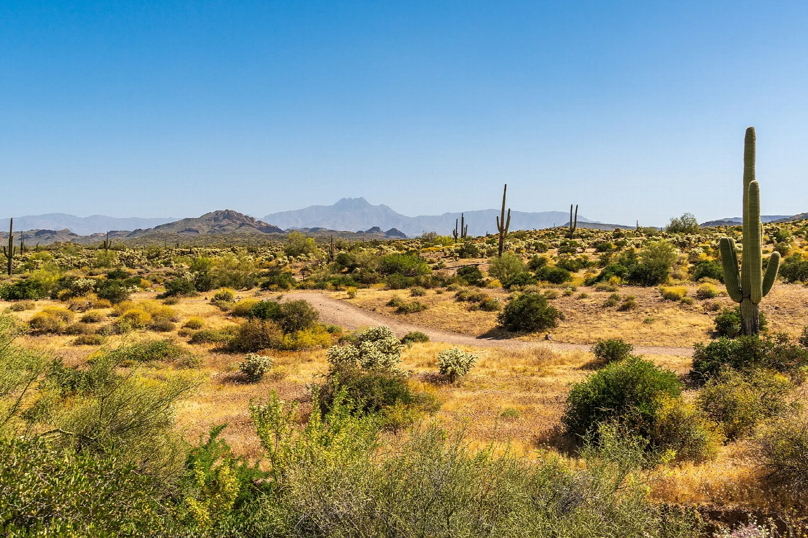 Wide desert plain with saguaros and distant mountains