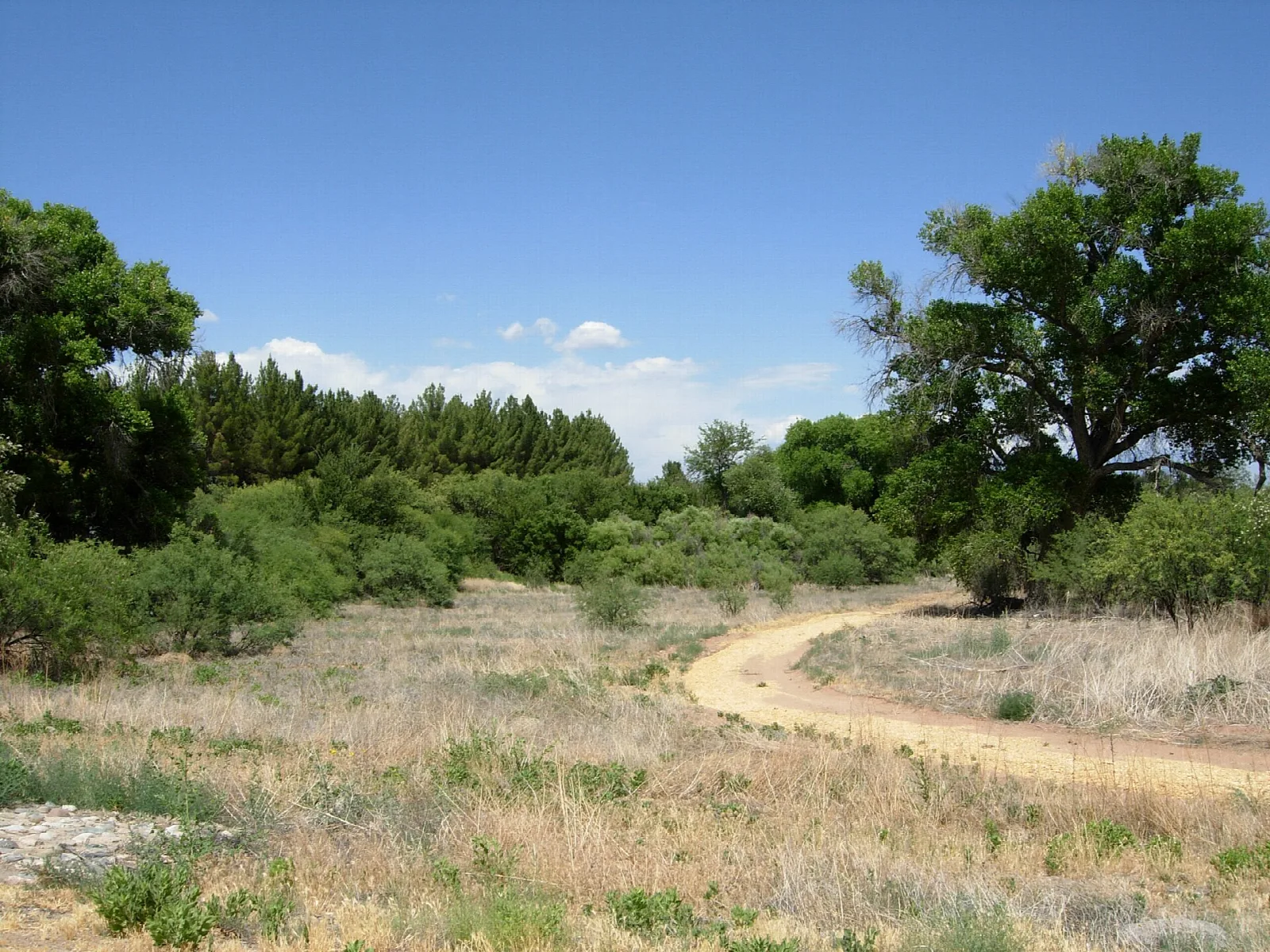 Dirt trail winding through grass and cottonwood trees under blue sky