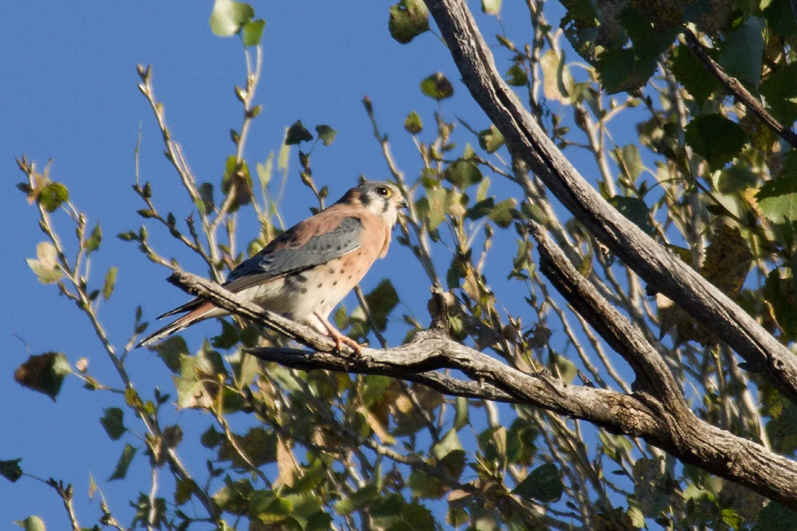 American kestrel perched on a branch against blue sky