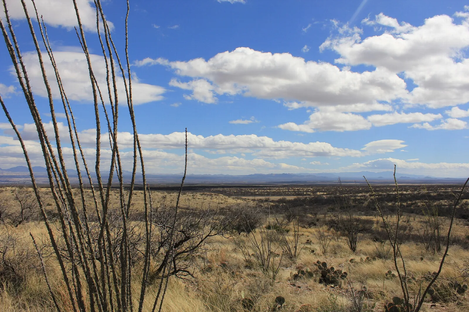 Ocotillo stems against a cloudy sky over a grassland valley
