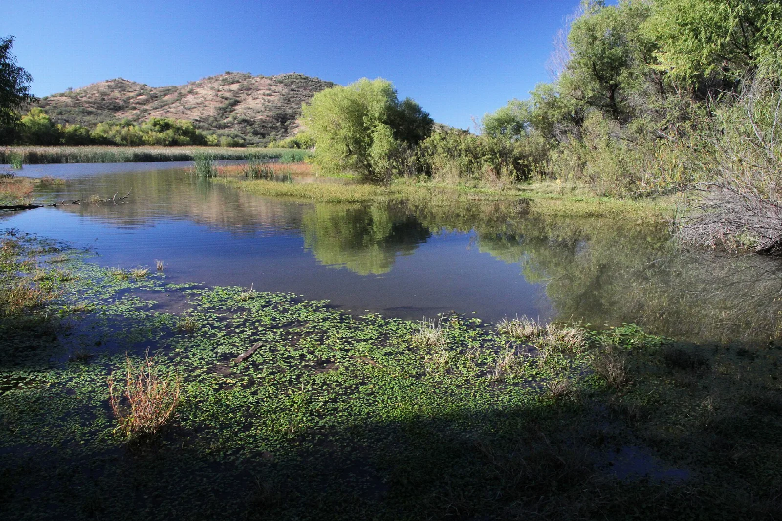 Still water with green plants and rocky hills