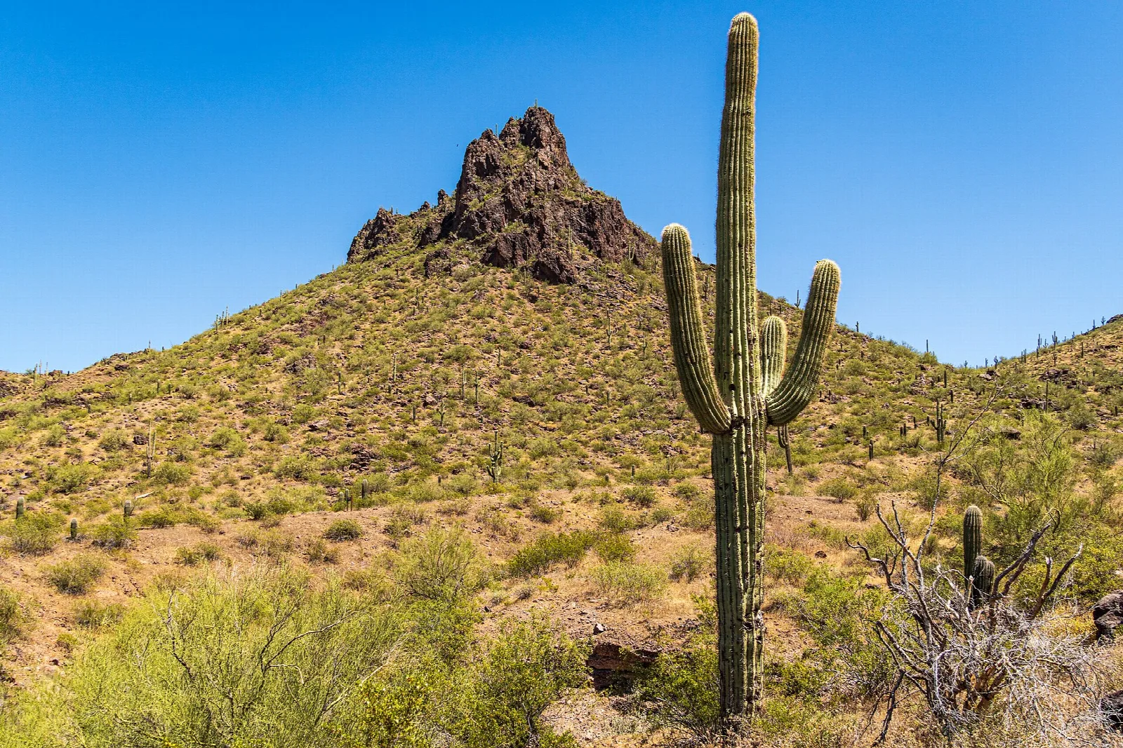 Tall saguaro in front of a small rocky summit