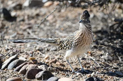 Lake Havasu State Park