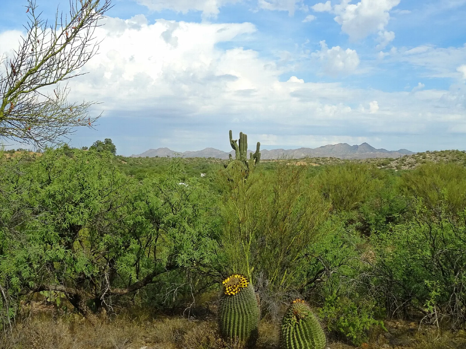 Green desert grassland with barrel cacti and distant mountains under clouds