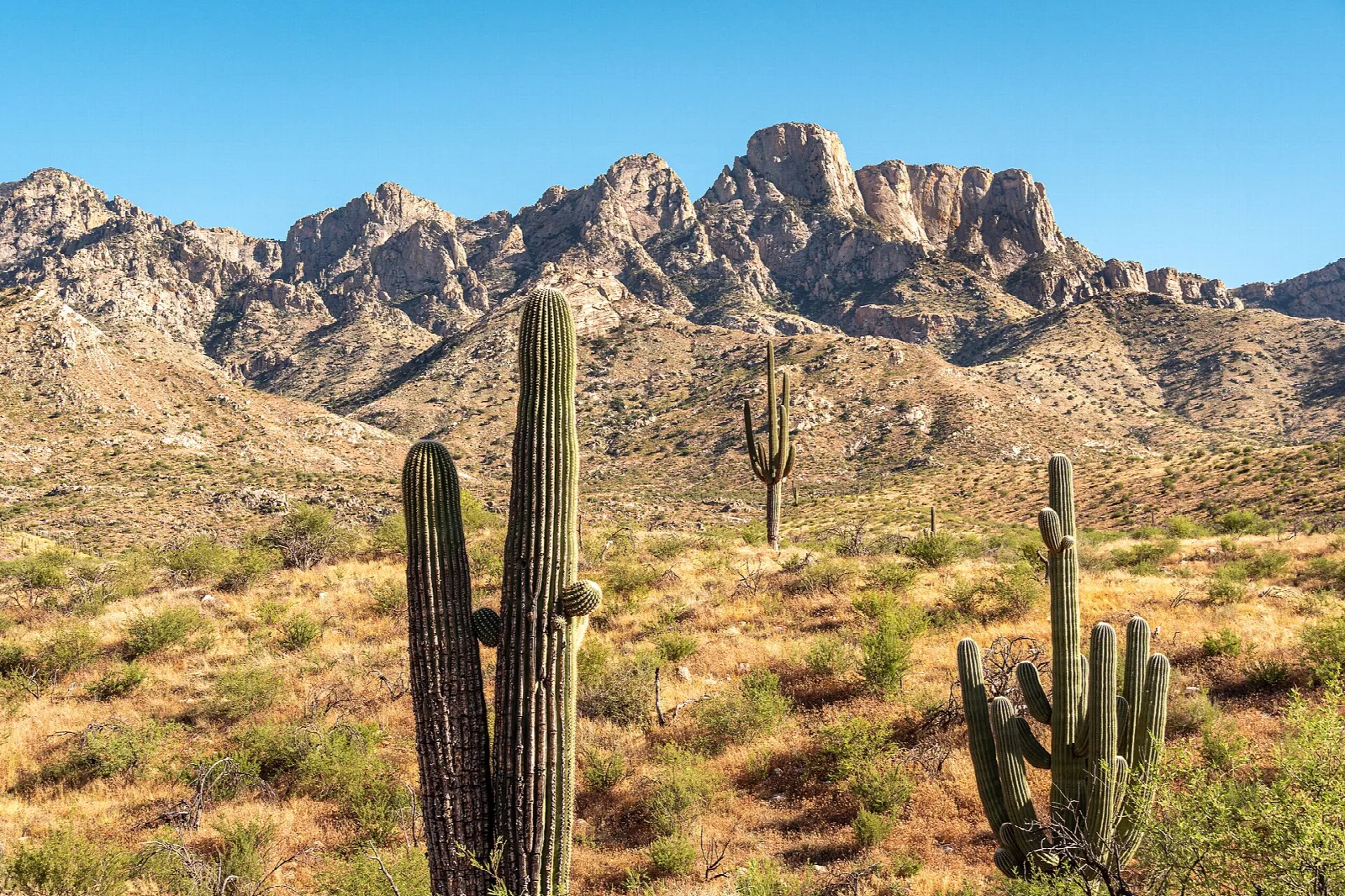 Saguaro cacti in desert scrub below a jagged mountain range