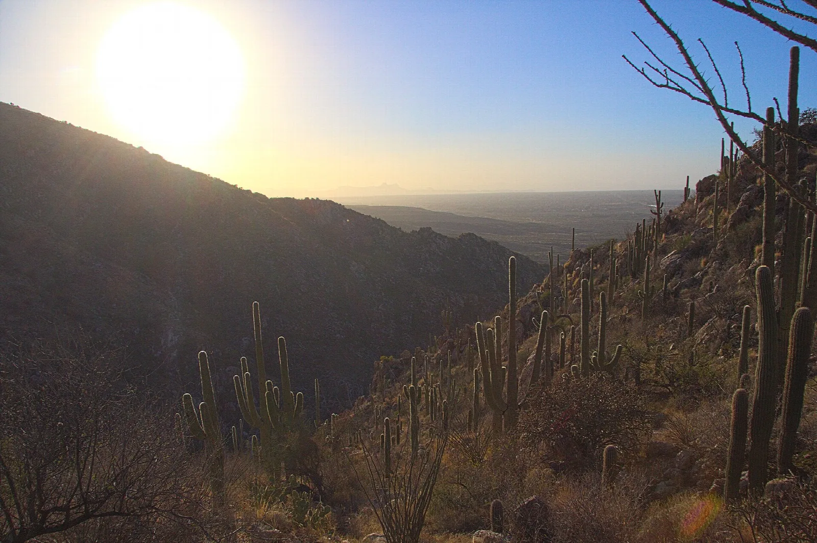 Sun over a rocky hillside covered with saguaros above a canyon