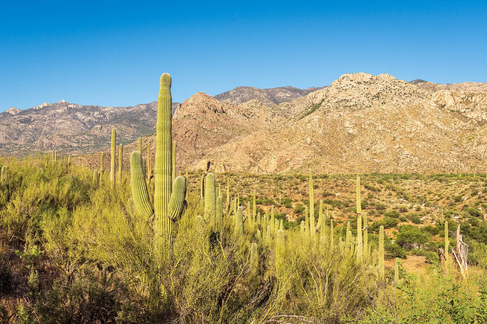 Green desert valley with tall saguaros and mountains under a clear sky