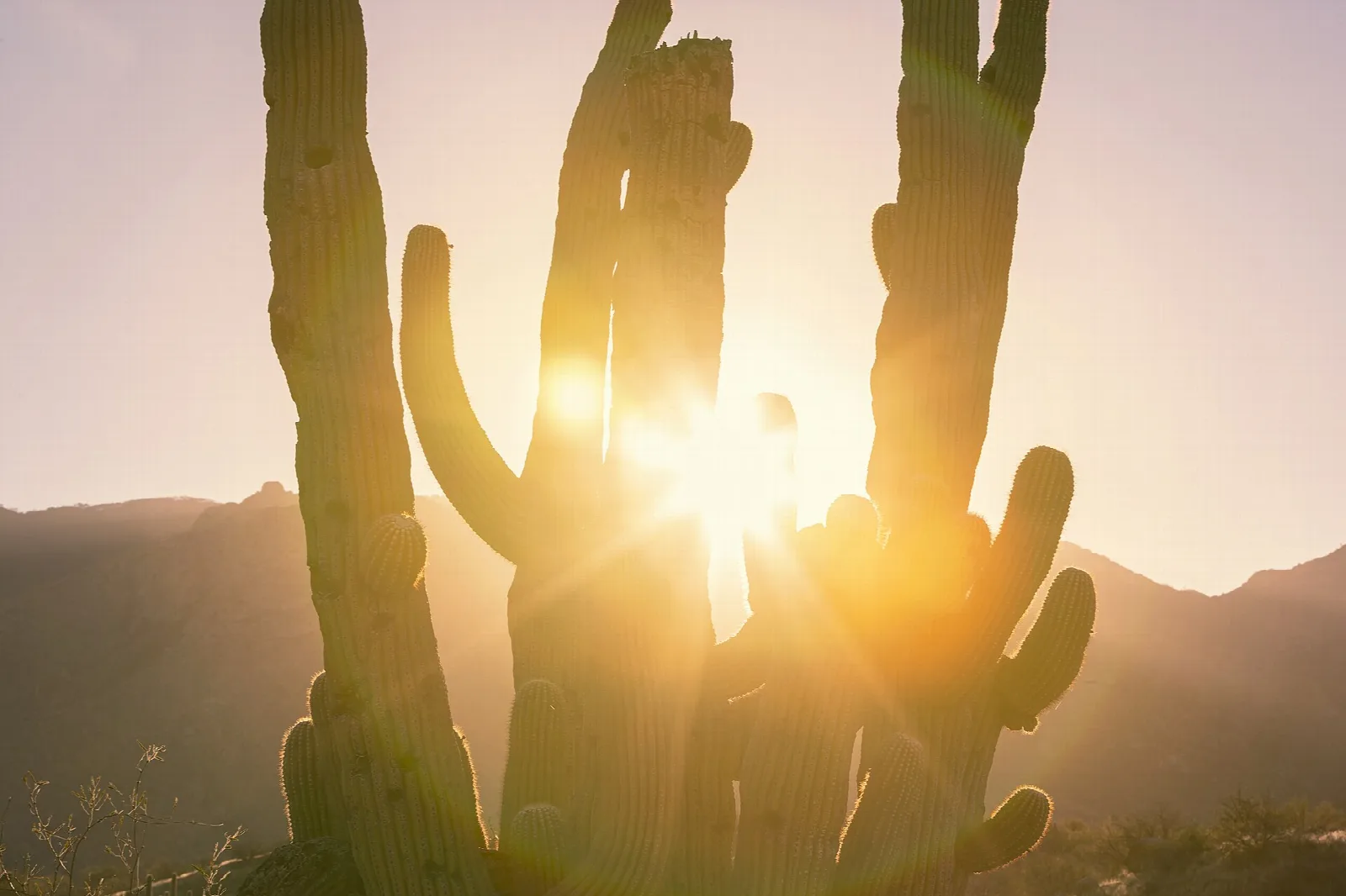 Sunlight flaring between several saguaros at sunset
