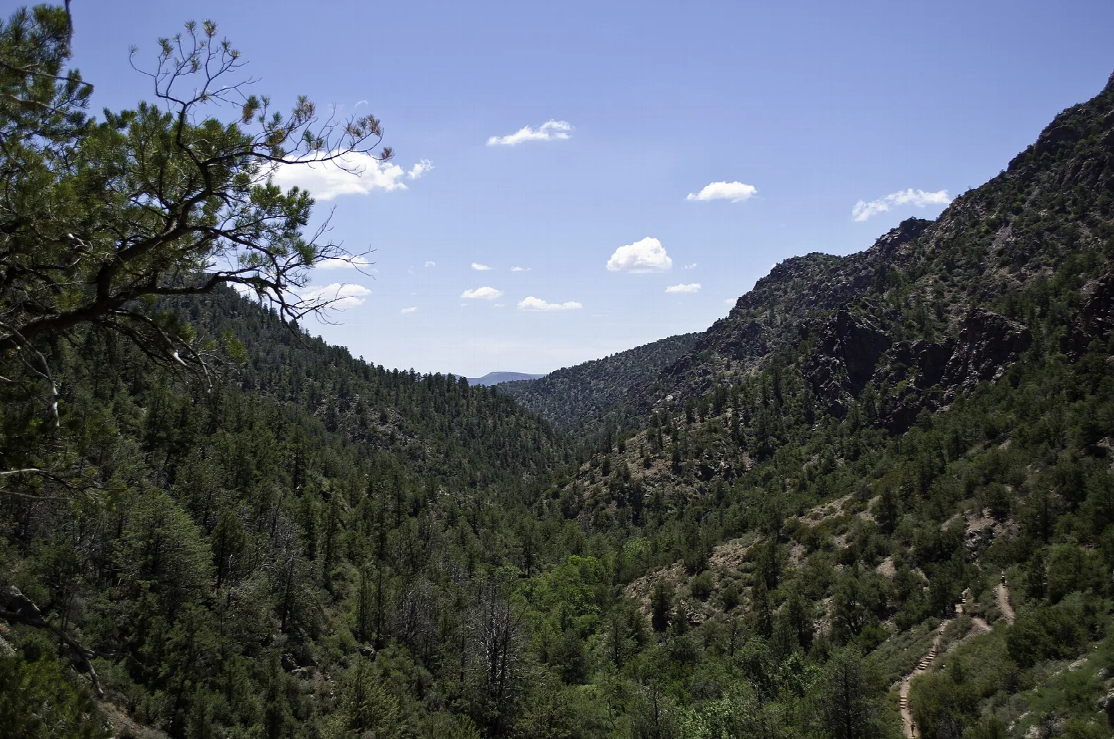 Forested canyon with pine trees and a trail winding along the far slope