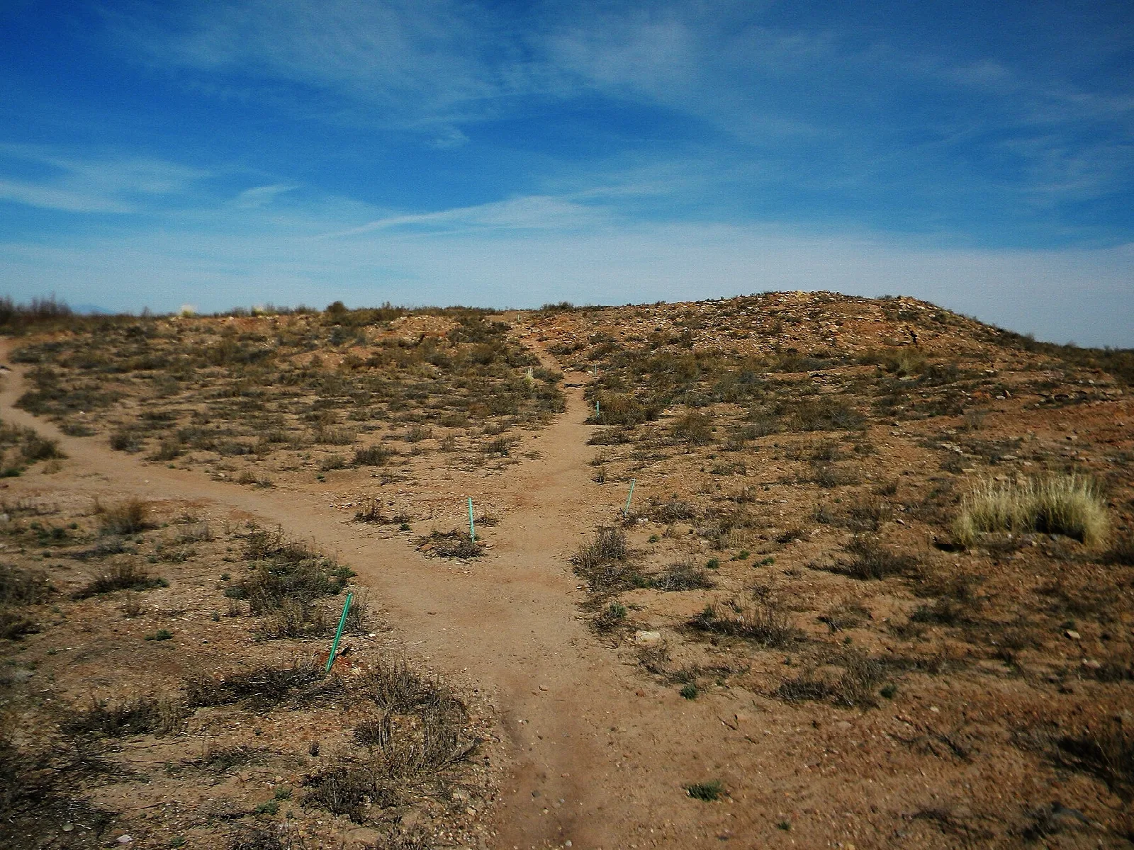Dirt trail forking across a low scrub-covered rise under blue sky