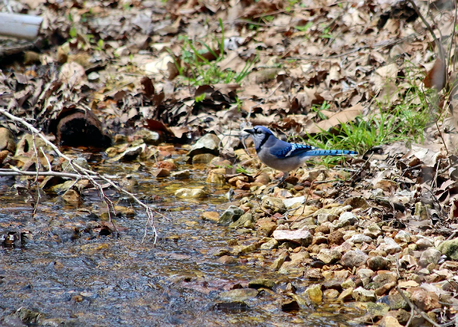 Blue jay standing on wet leaves at the edge of a shallow stream