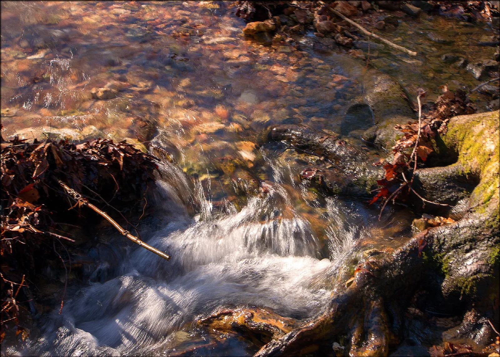 Small stream tumbling over rocks and roots in the woods