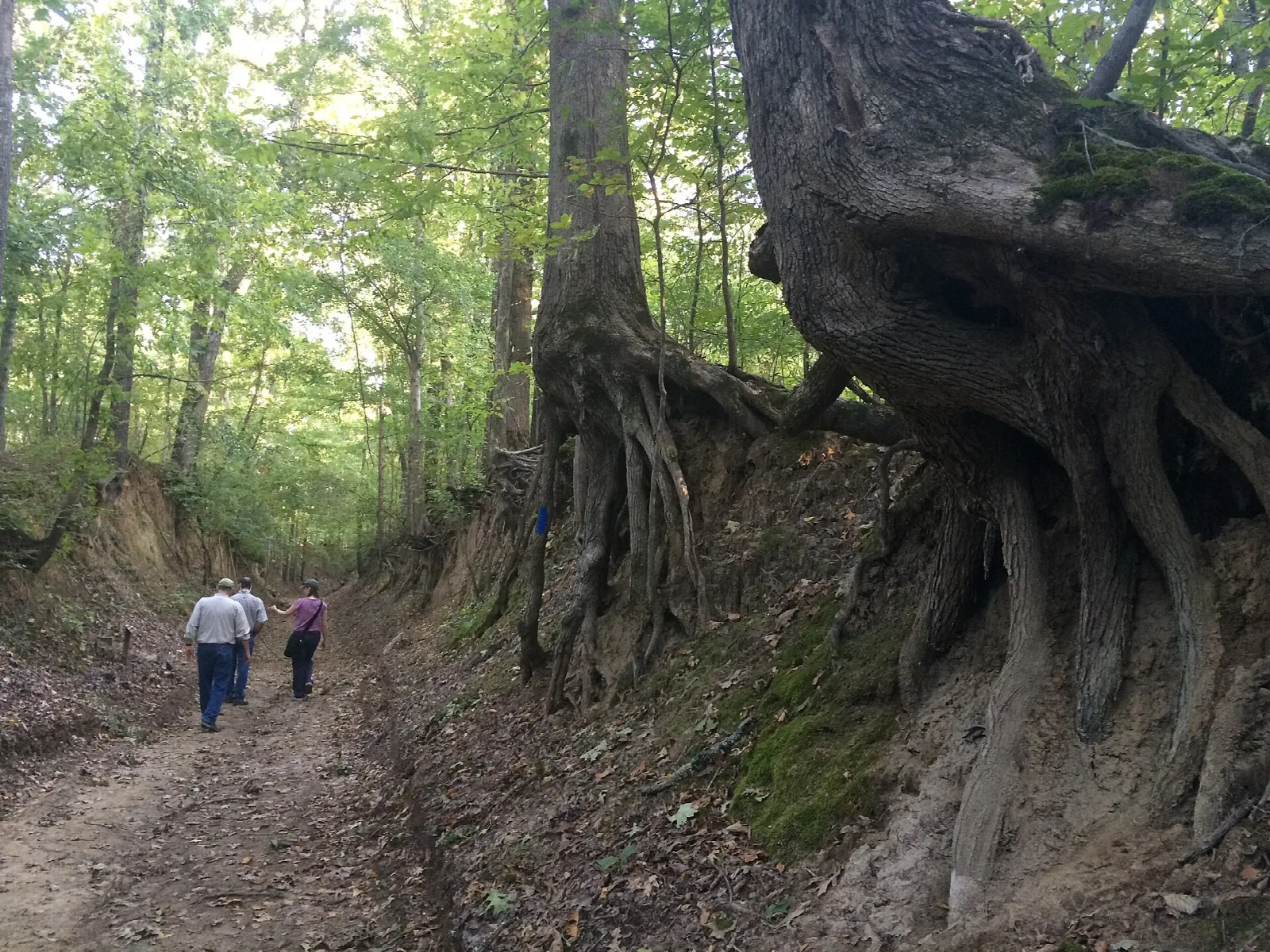 Two hikers on a dirt trail cut between banks with big exposed tree roots