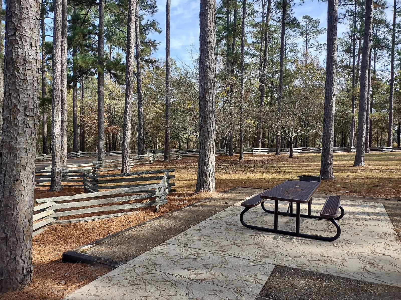 Picnic table on a stone pad among tall pines beside a split-rail fence