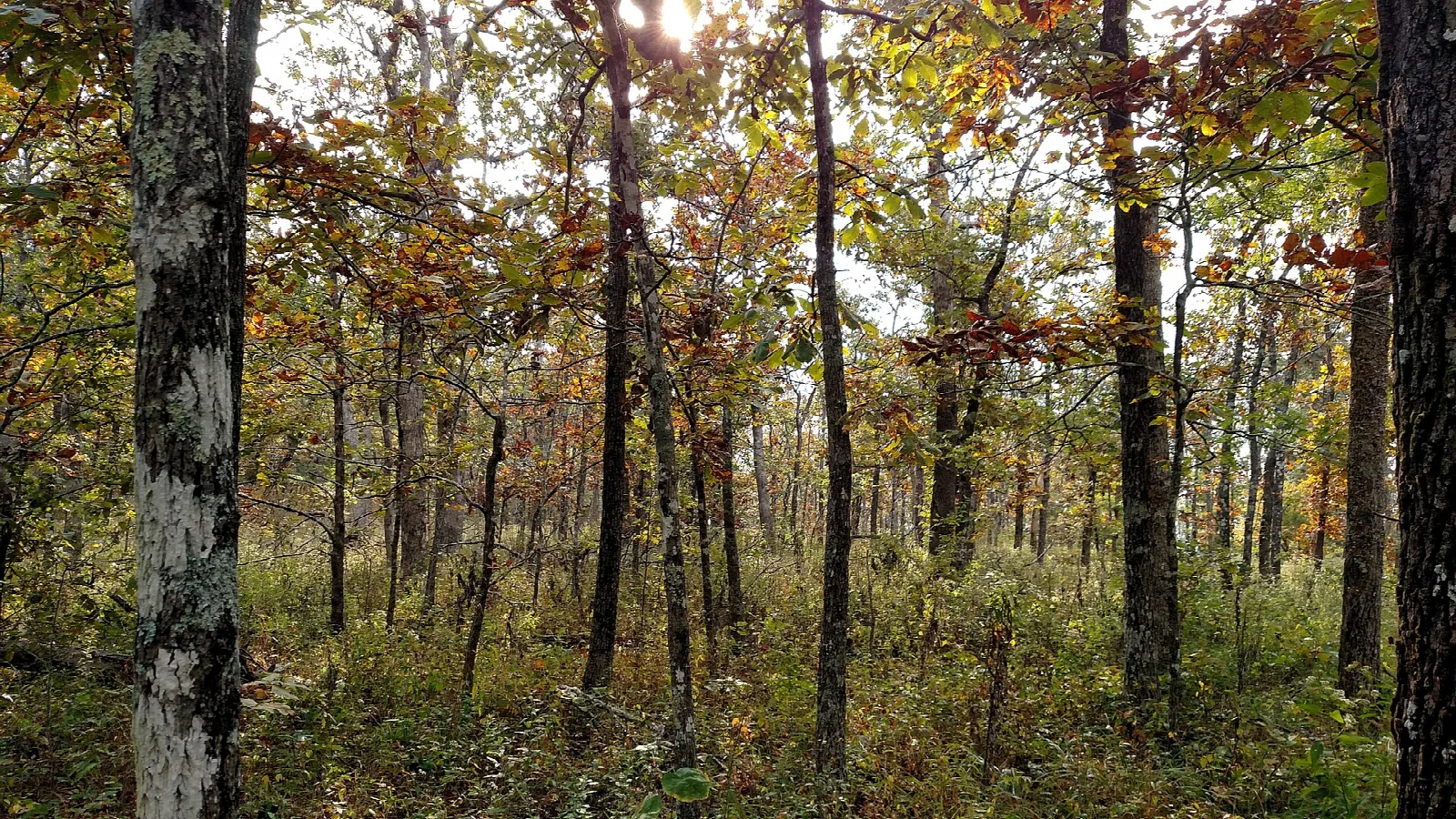 Hiking trail through autumn woods with fallen leaves