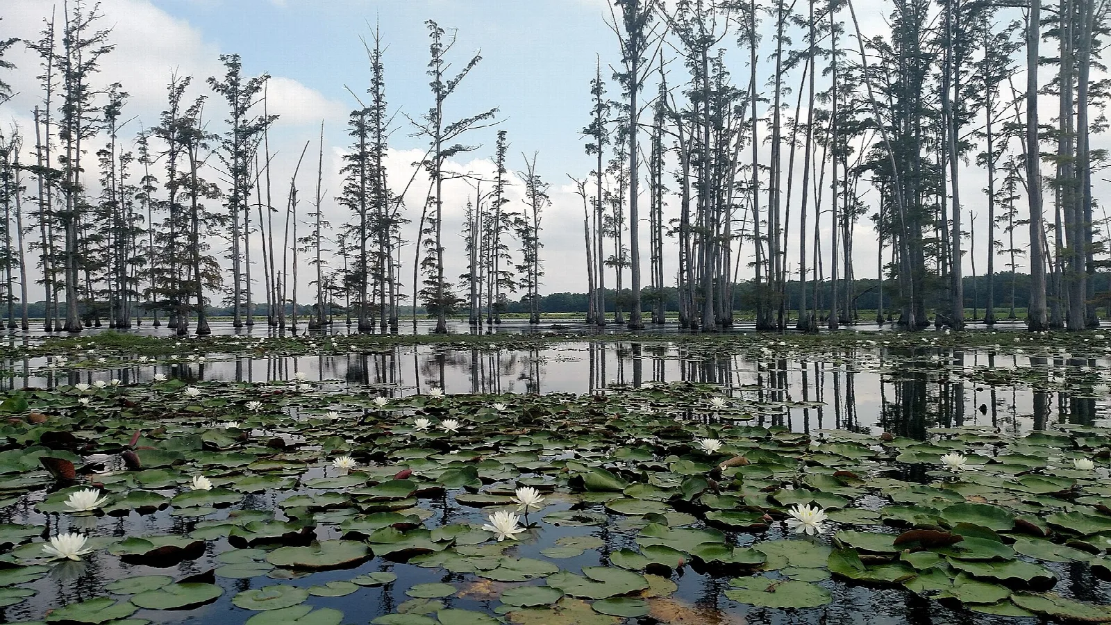 Lily pads and bare cypress trunks on still lake water