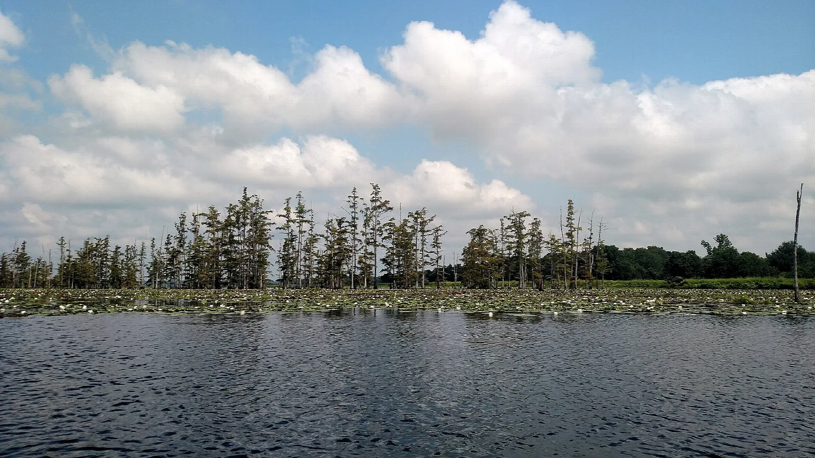 Bald cypress trees standing in a wide lake under a cloudy sky