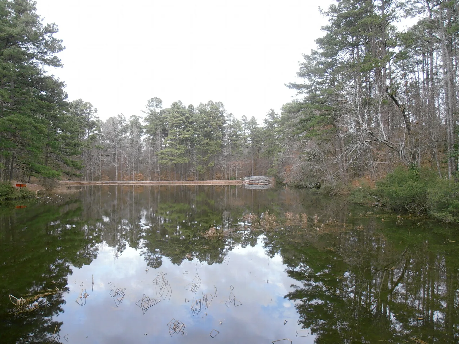 Still pond reflecting pine trees and a cloudy sky