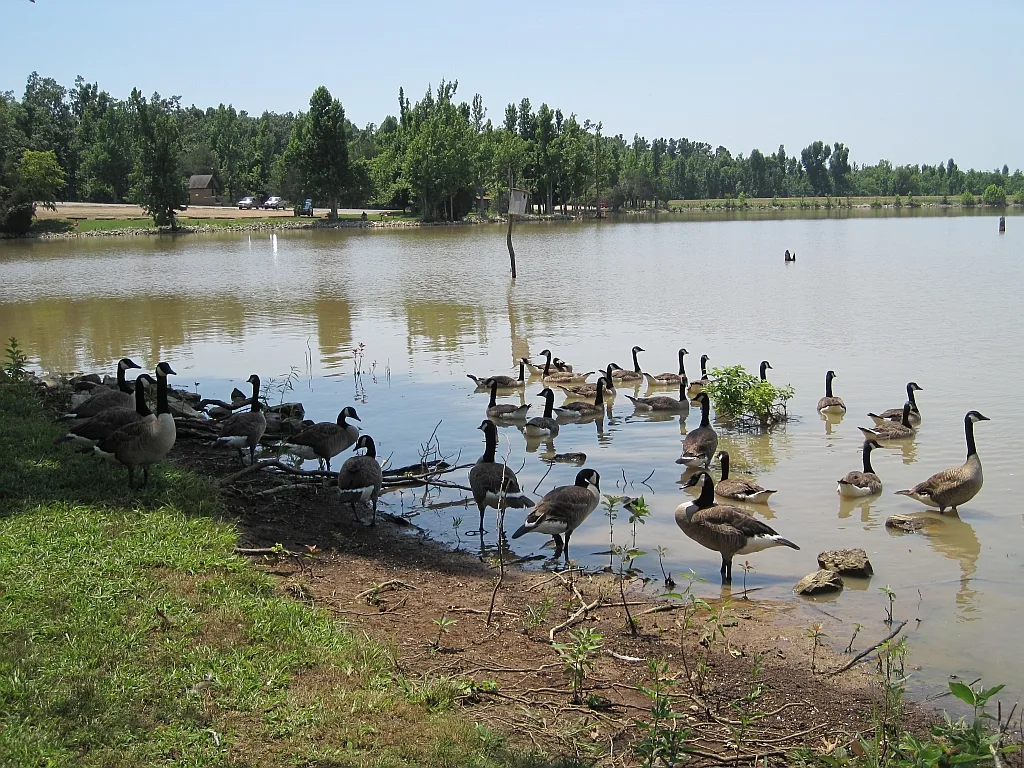 Flock of geese gathered at the grassy edge of a lake with trees across the water