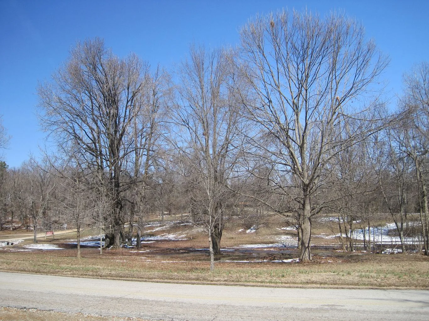 Bare trees and open grass beside a gravel road in the park