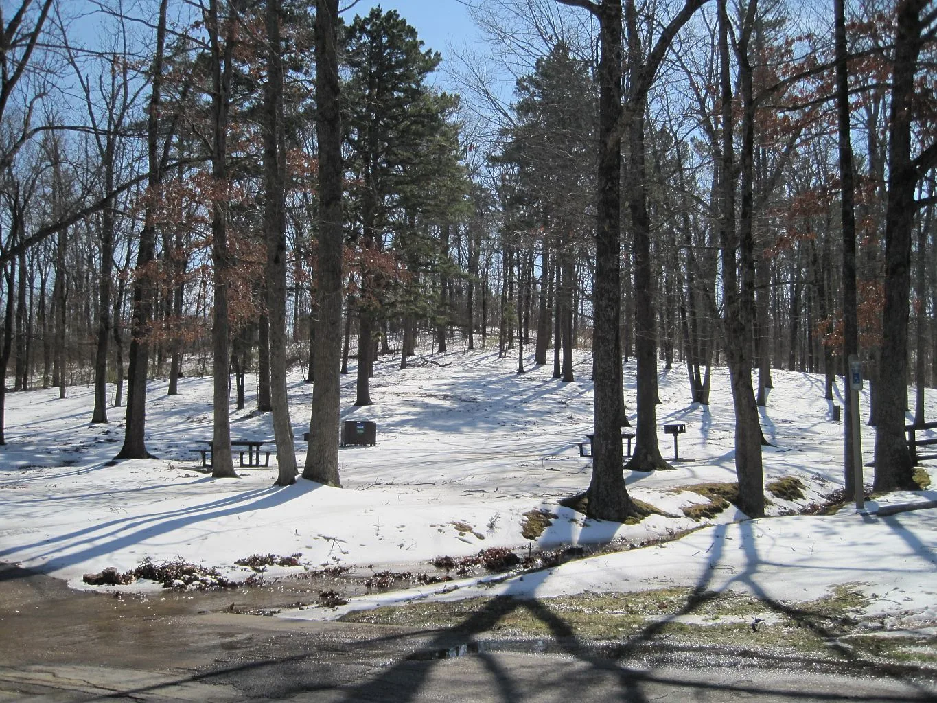 Picnic area among tall trees with snow on the ground