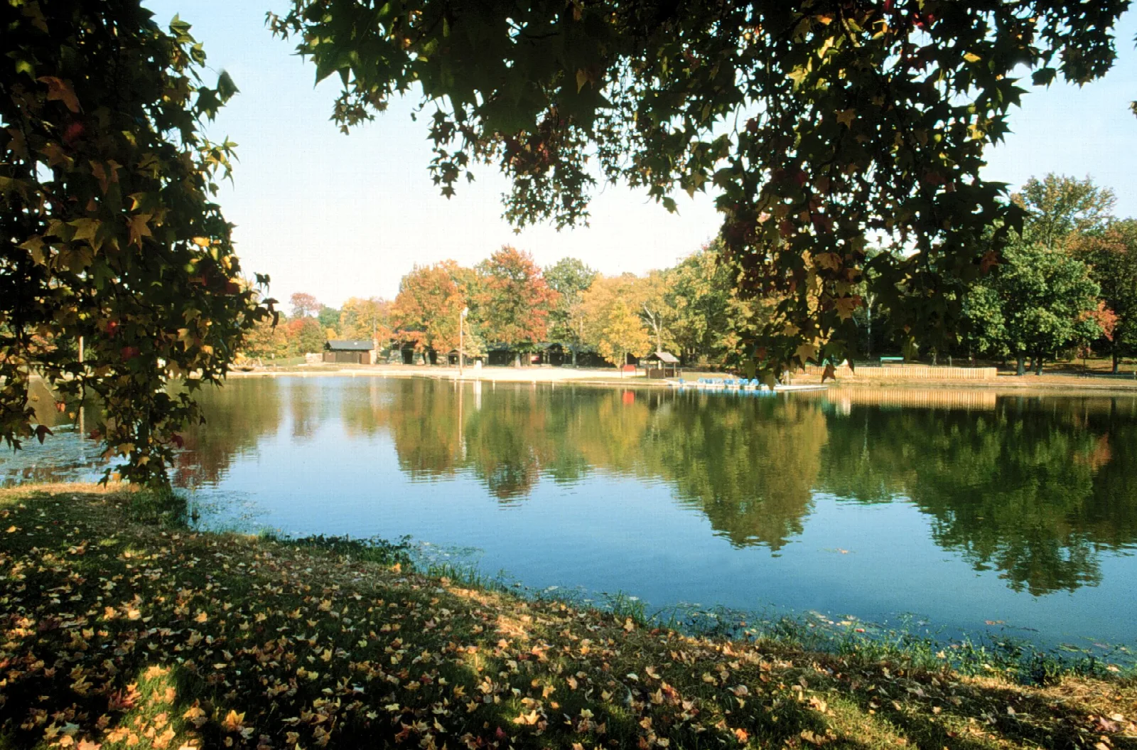 Calm pond framed by autumn trees and grass in the foreground