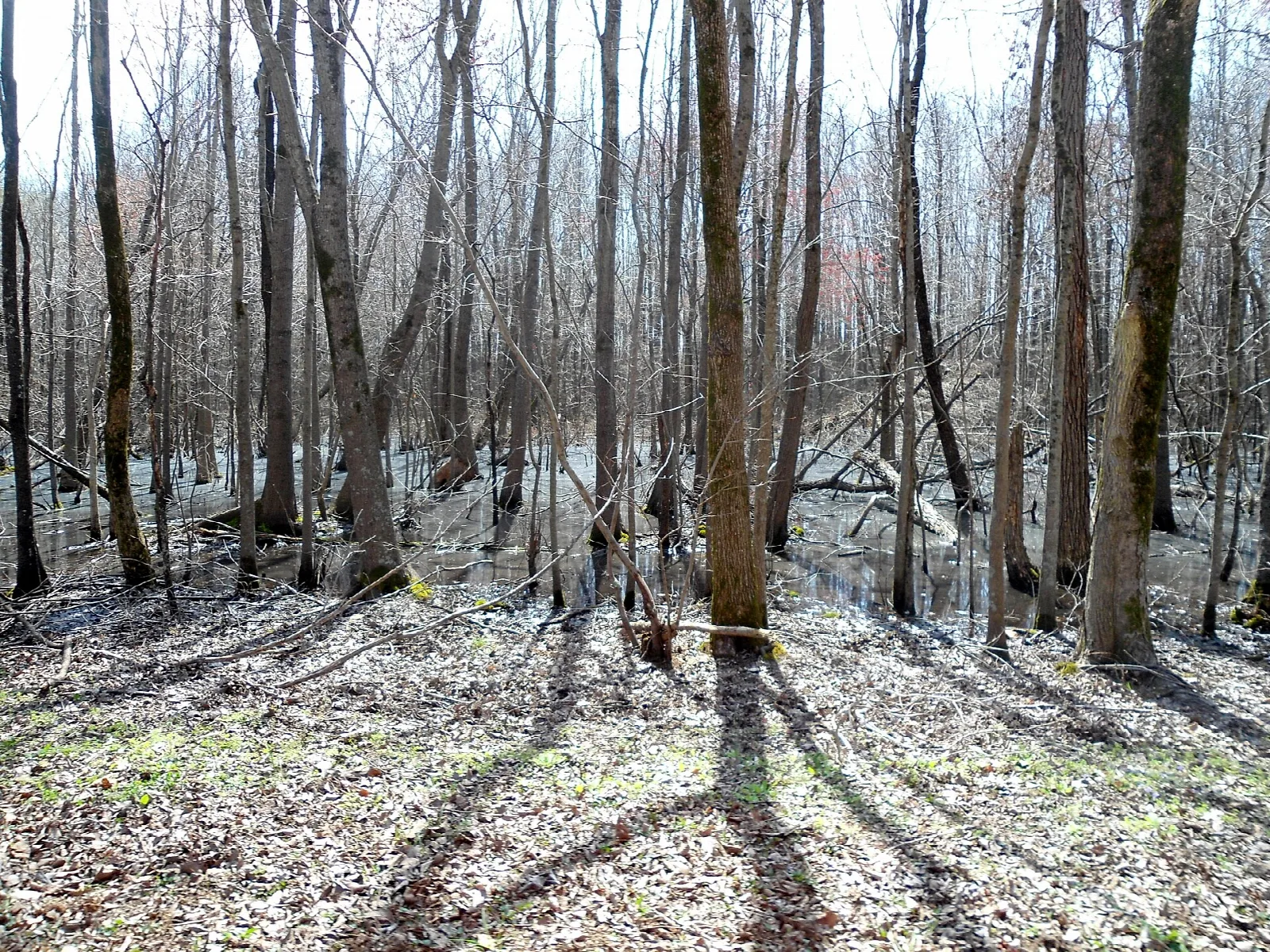 Bare lowland forest with sunlit leaf litter