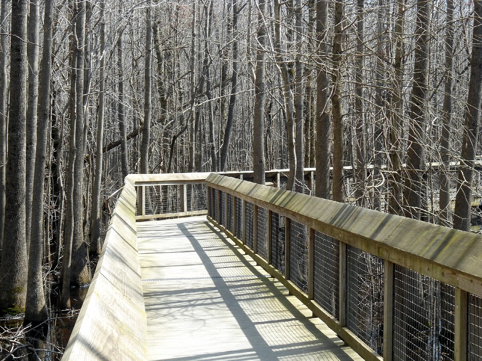 Wooden boardwalk with railings running through bare swamp trees